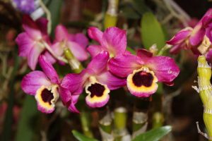 orquideas en planta costa rica